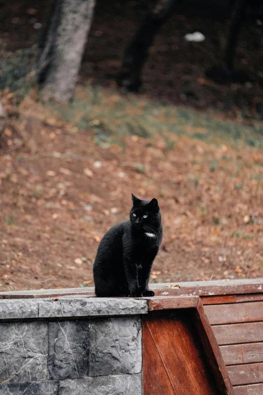 black cat sitting on stone ledge next to park