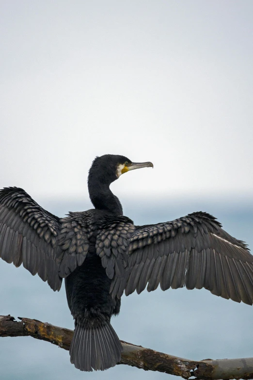 a bird with wings outstretched sitting on a nch