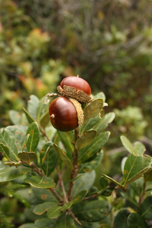 two leaves and an acorn in front of trees