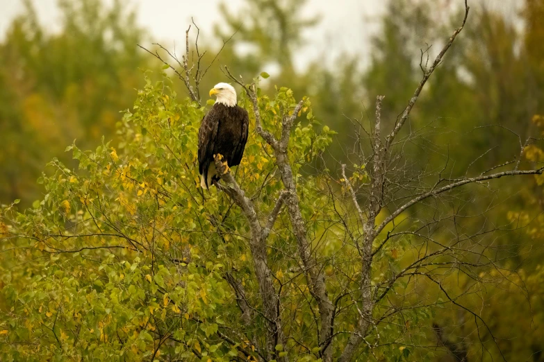 a large bald eagle is perched in a tree