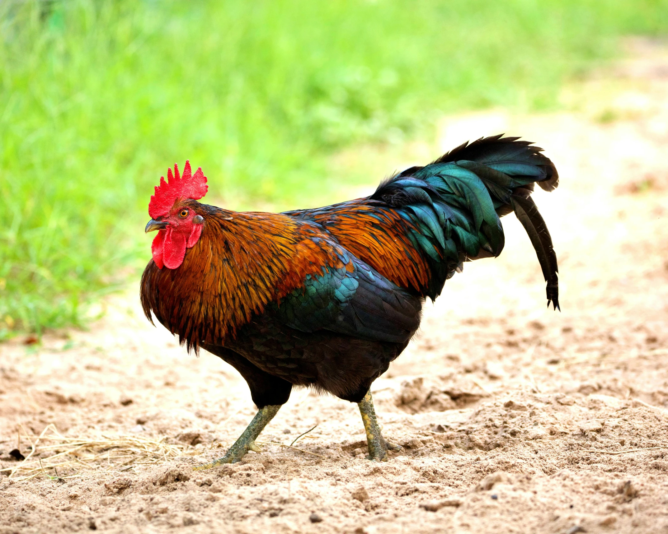 a colorful rooster is walking in the dirt