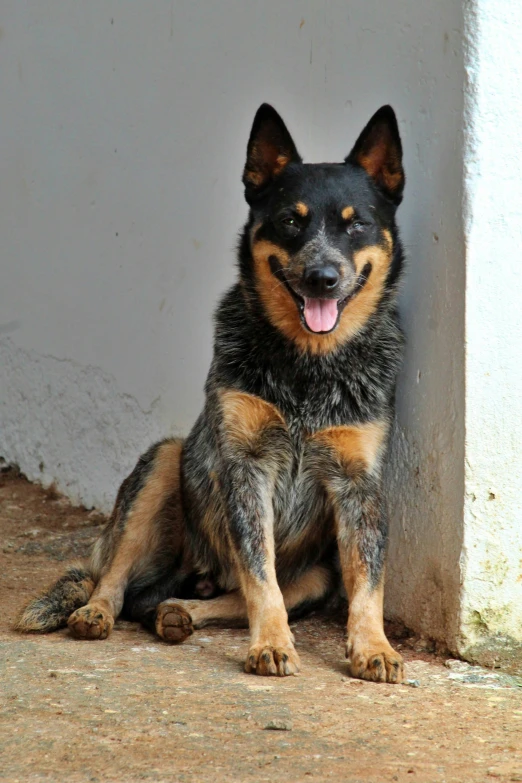 a dog sitting next to a building on the ground