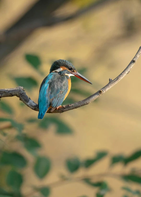 a colorful bird with black wings sitting on a nch