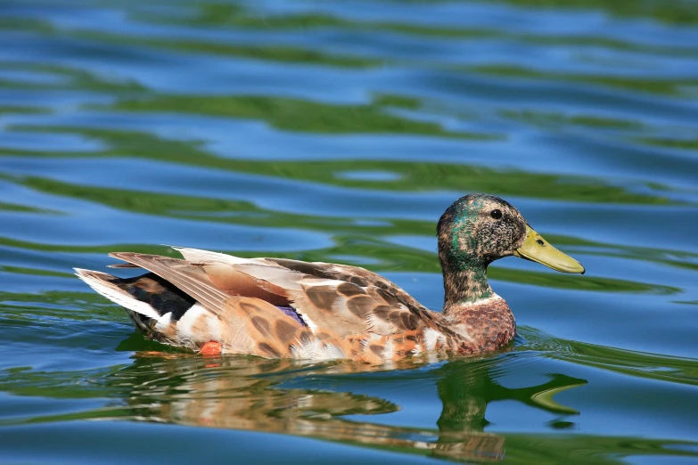 a brown and black duck floating in water near land