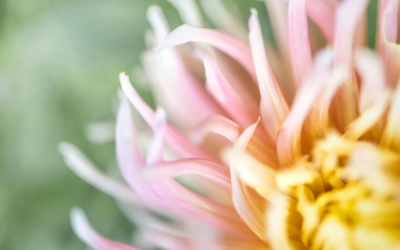 the back end of a yellow and pink flower