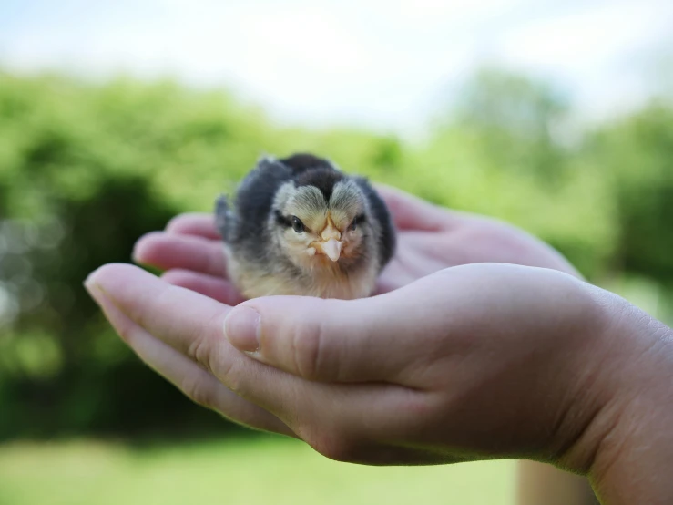 small bird sitting in someone's palm on a sunny day