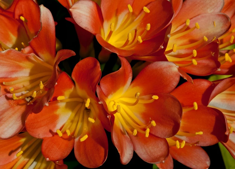 orange and yellow flowers in blooming close up