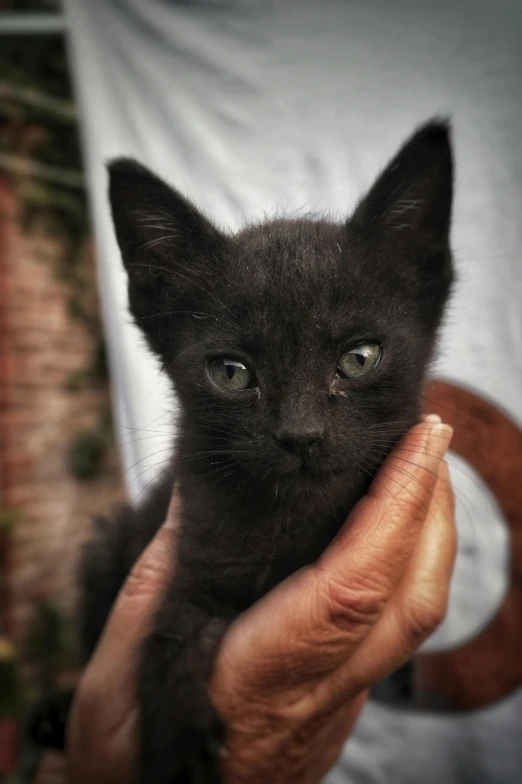 a hand is holding a small black kitten
