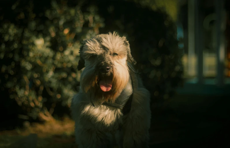 a dog with big eyes in front of some bushes