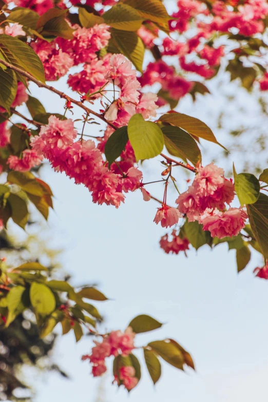 pink flowers with green leaves in a tree