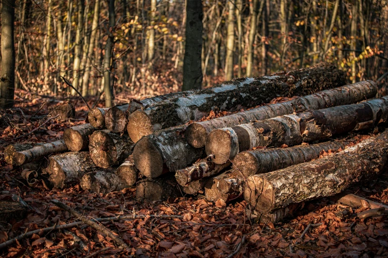 several logs are stacked in the woods