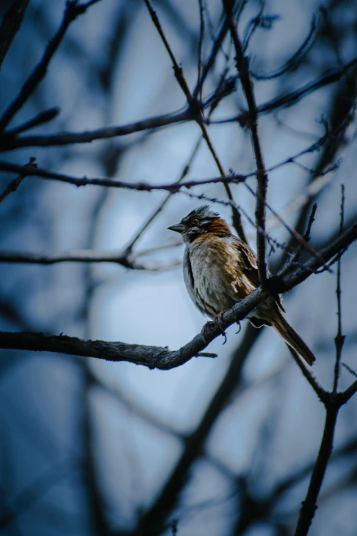 a small bird is sitting on a nch of a tree