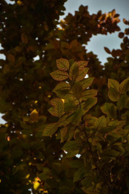 a view of leaves from behind in a park