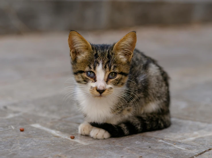 a cat with blue eyes sits on concrete