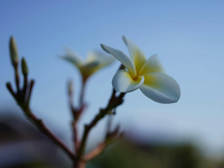 this is a nch with some white flowers