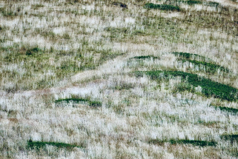 a green grass covered hill with white flowers