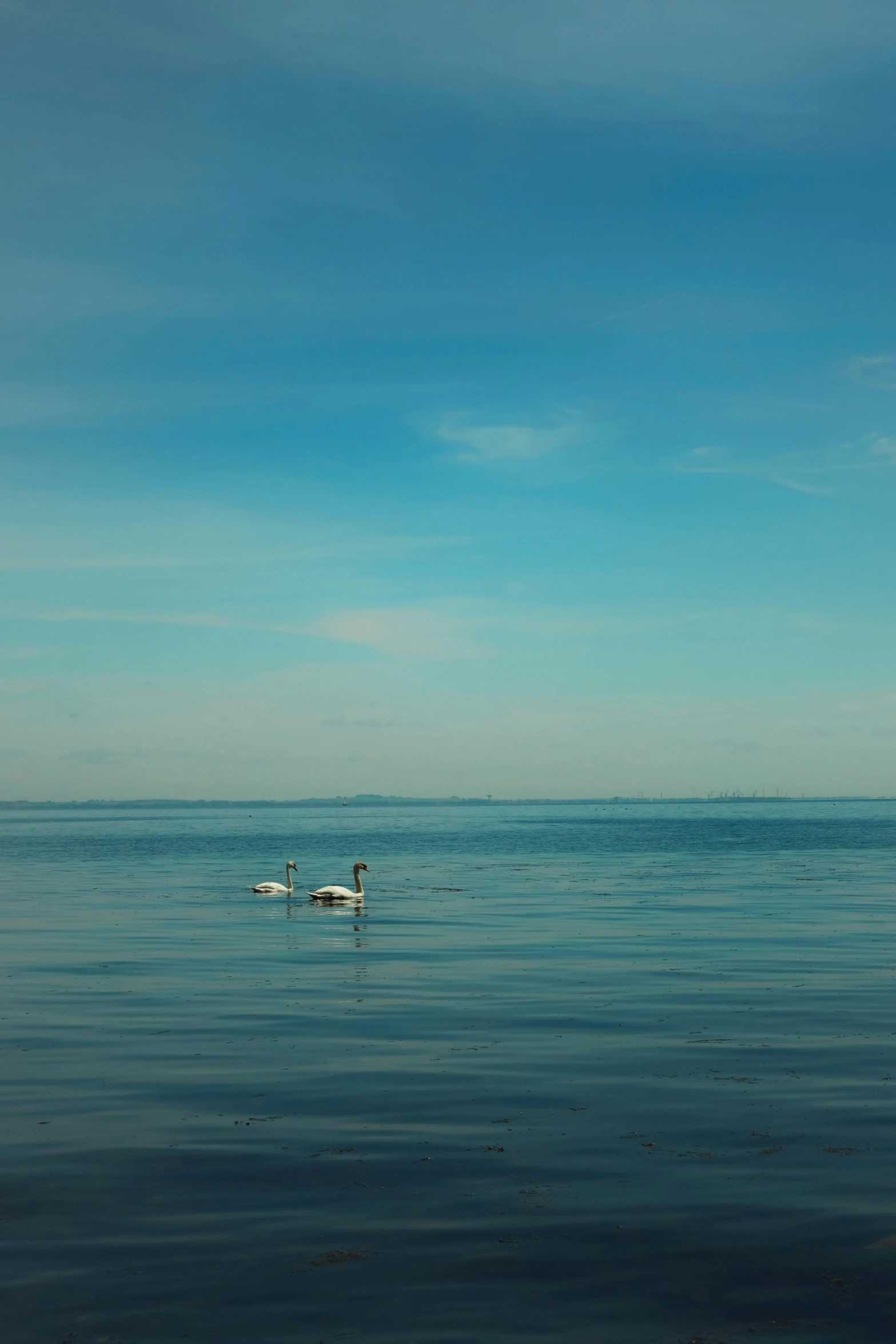 three swans in a large body of water