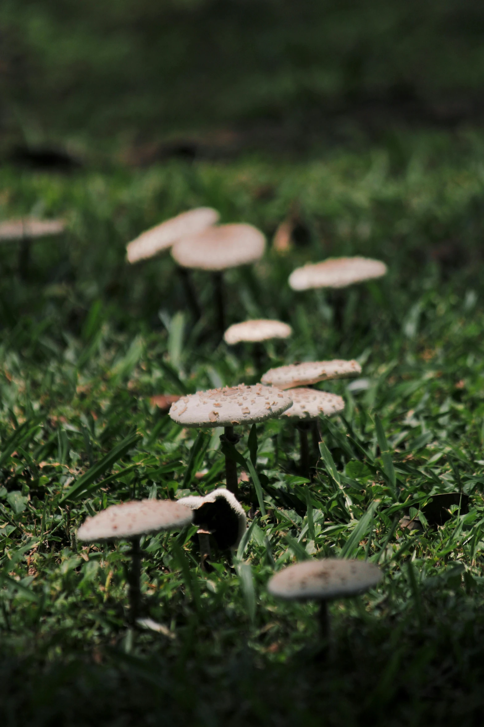 white mushrooms in green grass during the day