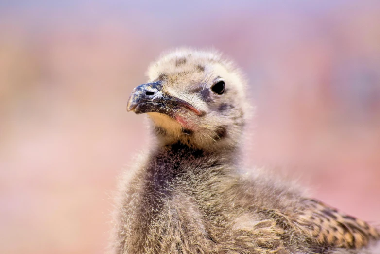 an image of a chicken that is close up