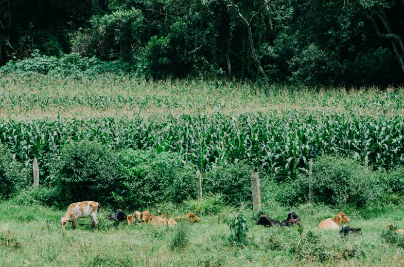 a group of cows standing next to each other in a grass field