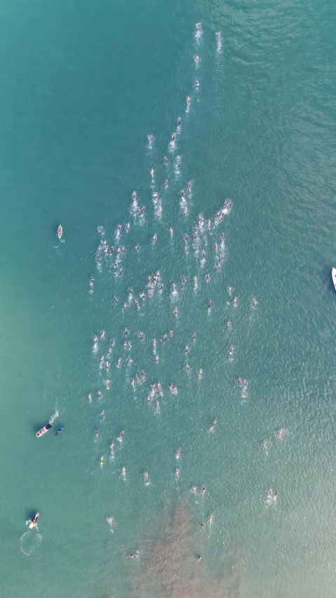 an aerial s of many surfers in the ocean