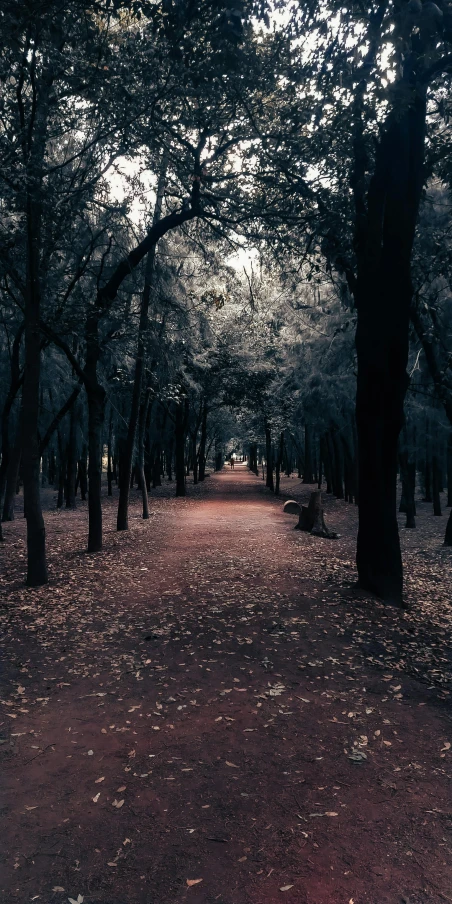 the path in the woods leading up to the trees