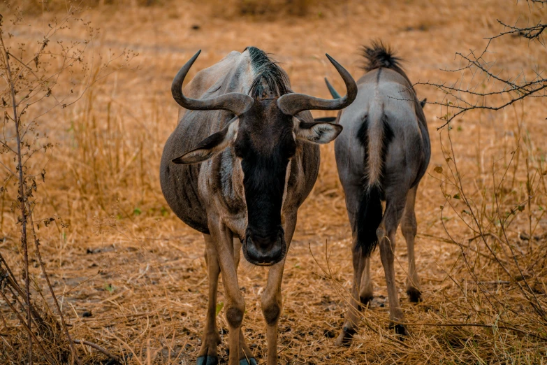 two longhorns standing in the middle of a dry field