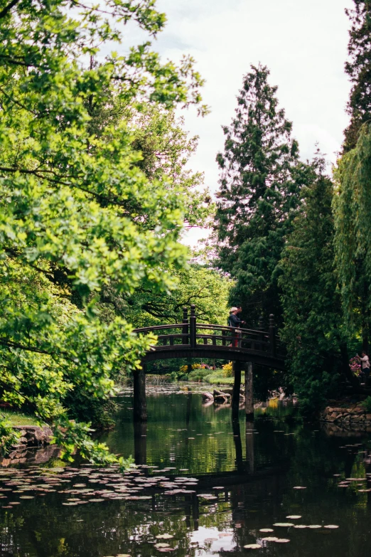 a bridge is spanning the width of a swamp