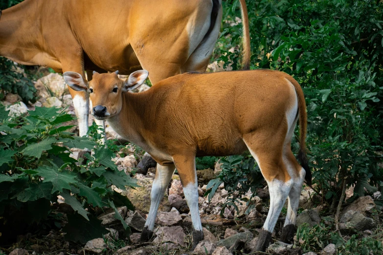 two cows are standing together next to some trees