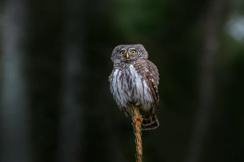 a bird that is sitting on a nch