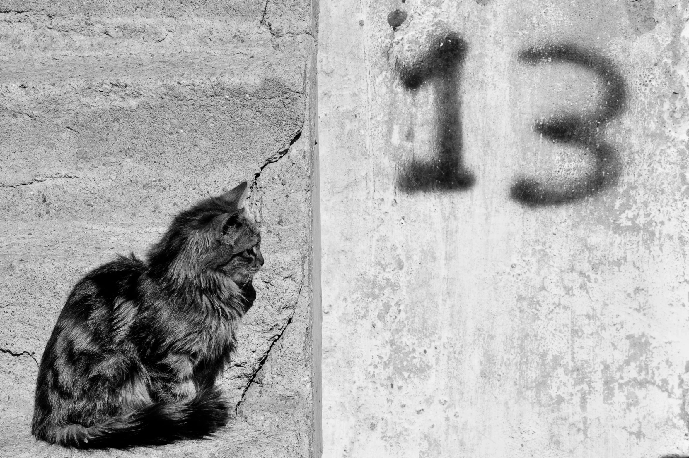 a black cat sitting in the corner by a wall