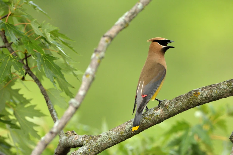 a colorful bird with black beak and mouth open sitting on nch