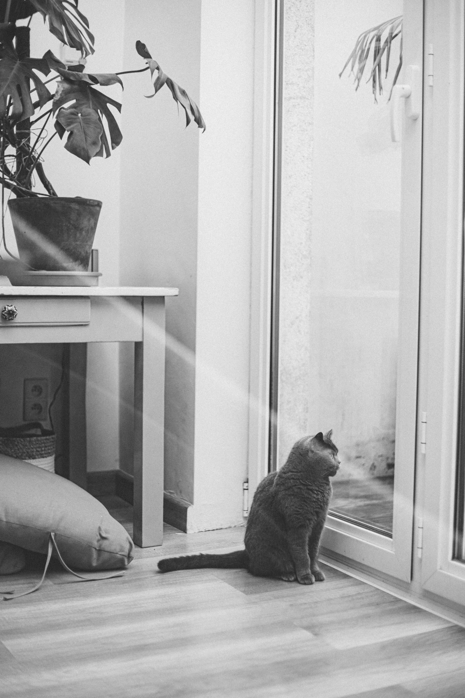 black and white po of cat sitting in the corner looking out the window