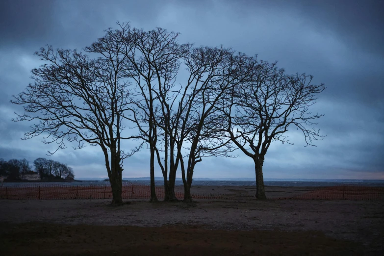 two bare trees sitting on the ground under an overcast sky