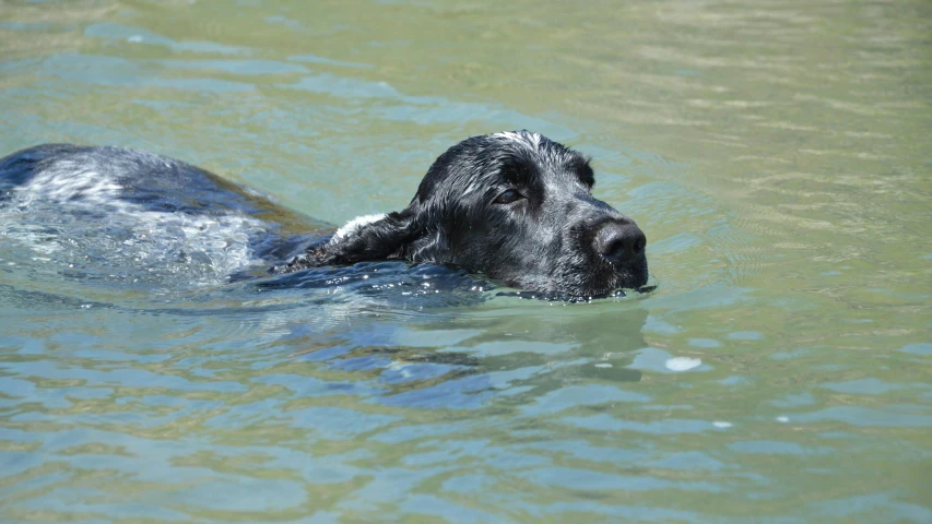 a dog in the water swimming in some blue and green water