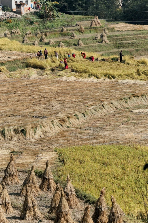 people are working in the field with some hay