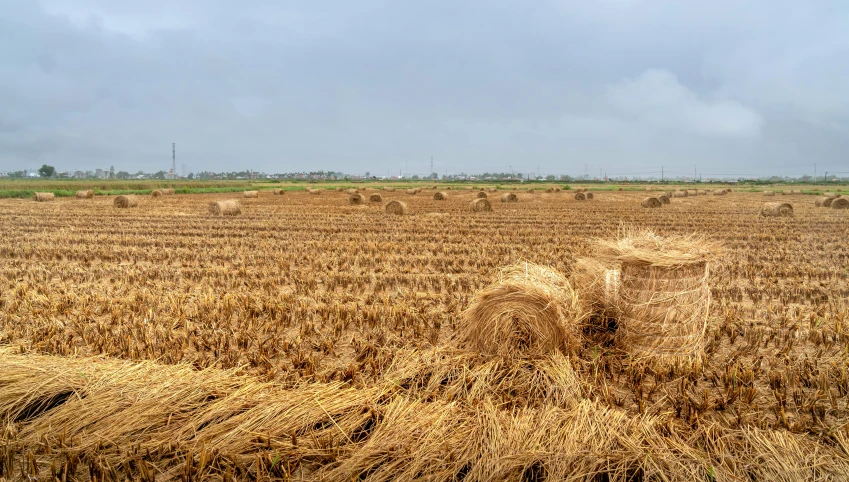 a field of dry grass with a sky background