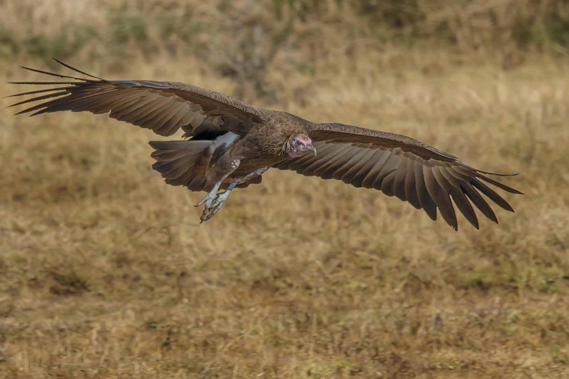 the large bird with a white beak is flying