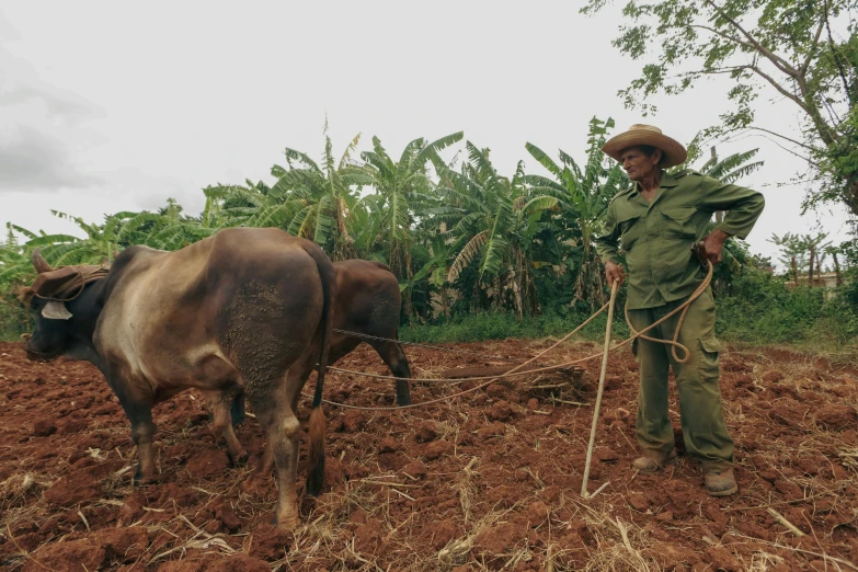 an old man standing behind two steers that he has tilled