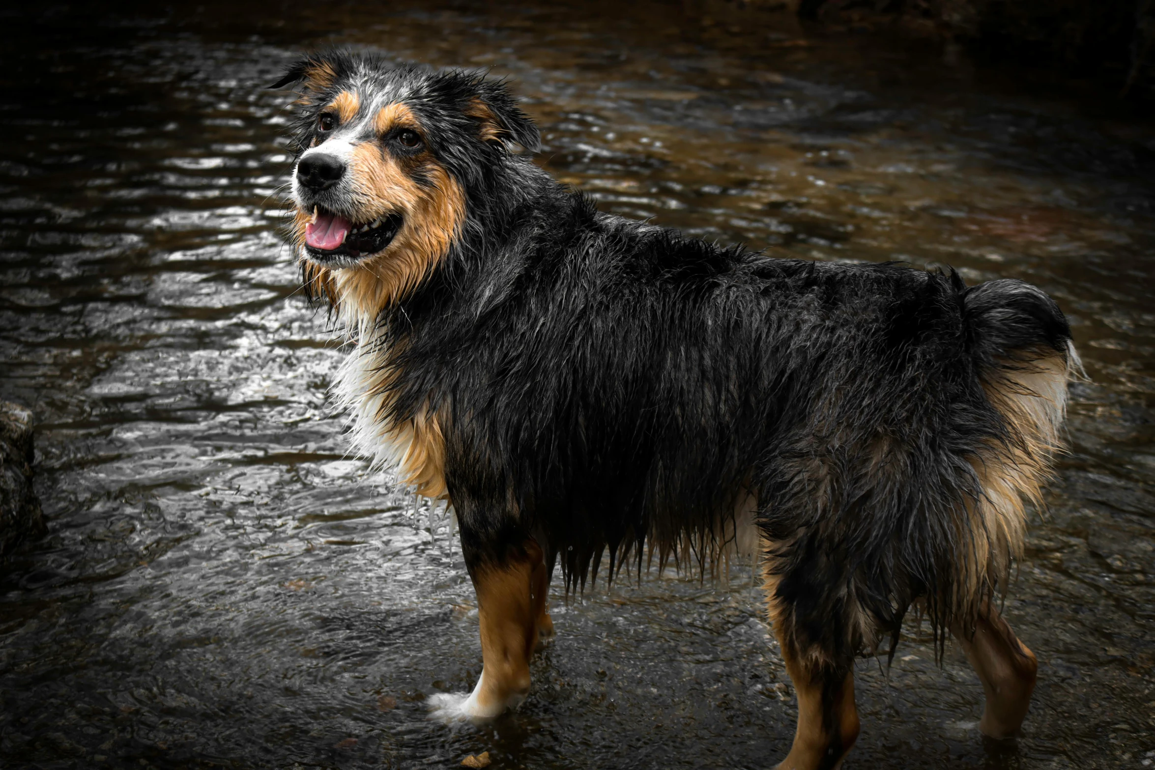 the dog is standing by itself in the water