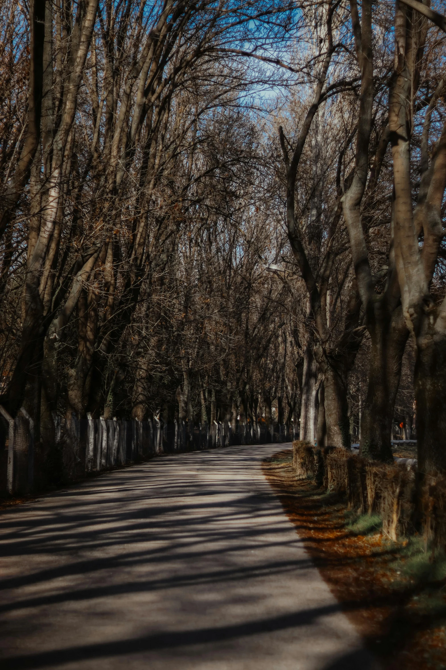 an empty road with trees and no leaves