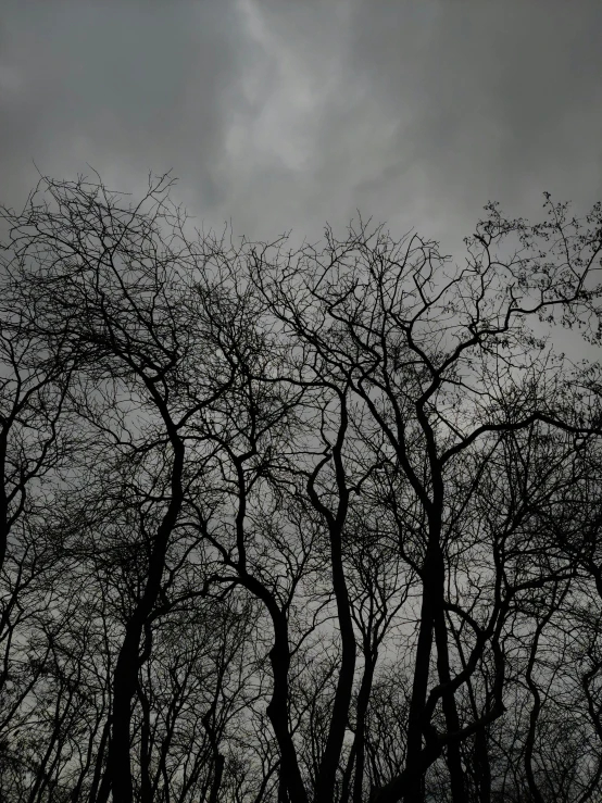 tree nches against the sky with clouds in the background