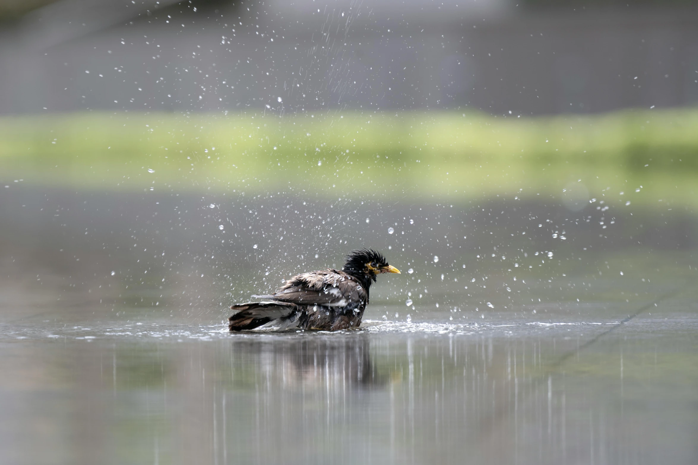 a close up view of a duck in the water with a drop of rain falling