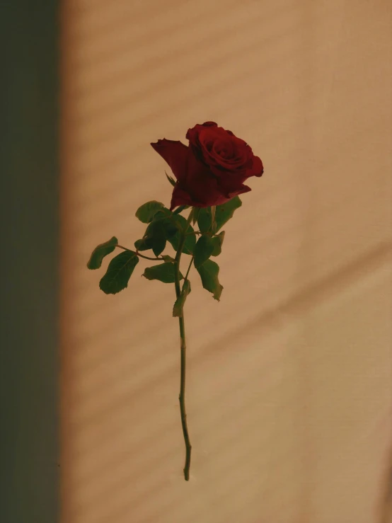 a single rose sitting alone in a vase