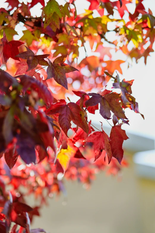 an orange and red tree in autumn with leaves