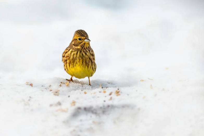 the bird is standing out in the snow