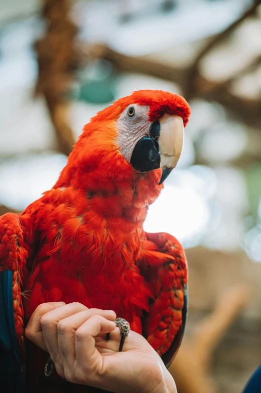 a woman is holding an orange parrot on her arm