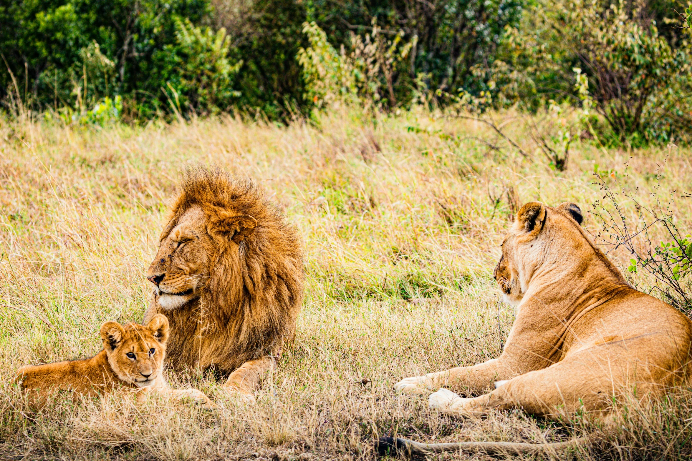 two adult lions sit together in the wild