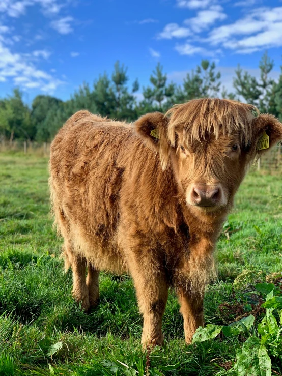 there is a baby cow that has been tagged