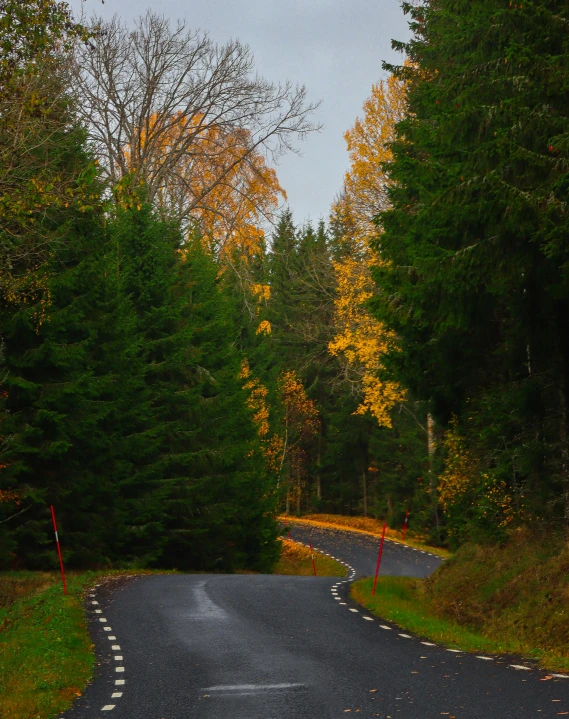 a road in the middle of the woods leading to two orange cones on each side